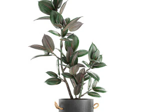 decorative ficus tree in pots of concrete for the interior 603 3D Model