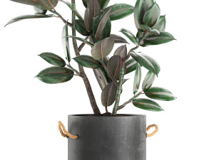 decorative ficus tree in pots of concrete for the interior 603 3D Модель