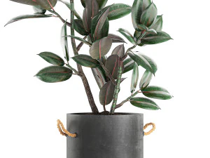 decorative ficus tree in pots of concrete for the interior 603 3D Model