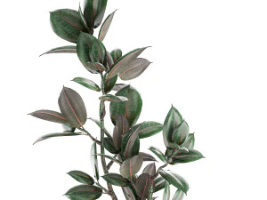 decorative ficus tree in pots of concrete for the interior 603 3D Model