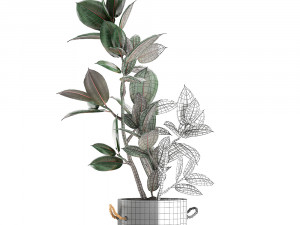 decorative ficus tree in pots of concrete for the interior 603 3D Модель