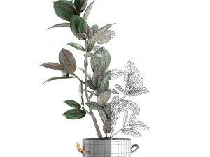 decorative ficus tree in pots of concrete for the interior 603 3D Model