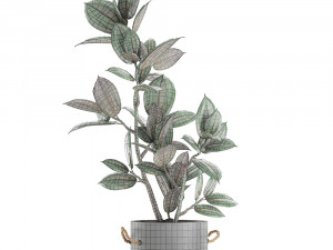 decorative ficus tree in pots of concrete for the interior 603 3D Модель