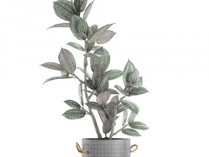 decorative ficus tree in pots of concrete for the interior 603 3D Model