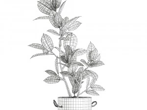 decorative ficus tree in pots of concrete for the interior 603 3D Model