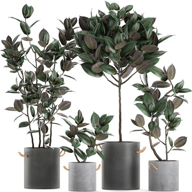 decorative ficus tree in pots of concrete for the interior 604 3D Модель .c4d .max .obj .3ds .fbx .stl .blend 