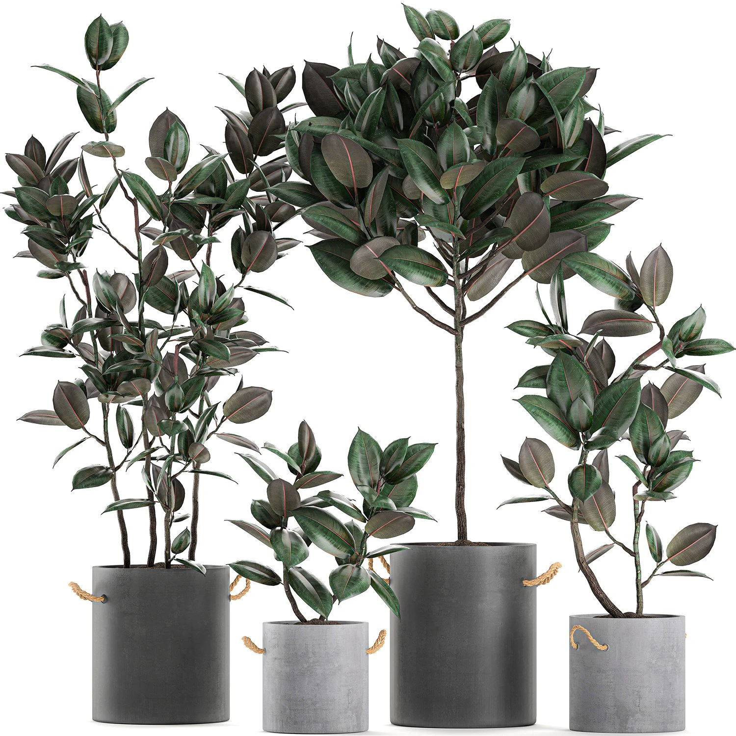 decorative ficus tree in pots of concrete for the interior 604 3D Model .c4d .max .obj .3ds .fbx .stl .blend 