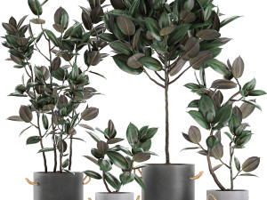 decorative ficus tree in pots of concrete for the interior 604 3Dモデル