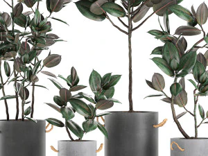 decorative ficus tree in pots of concrete for the interior 604 3D Model