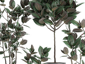 decorative ficus tree in pots of concrete for the interior 604 3D Модель