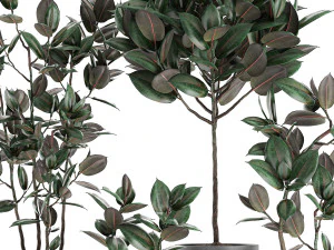 decorative ficus tree in pots of concrete for the interior 604 3D Model