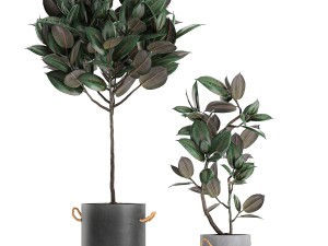 decorative ficus tree in pots of concrete for the interior 604 3D Модель