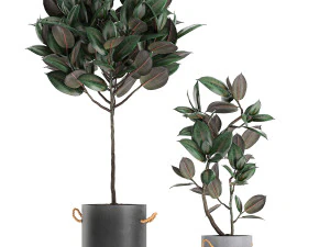 decorative ficus tree in pots of concrete for the interior 604 3D Model