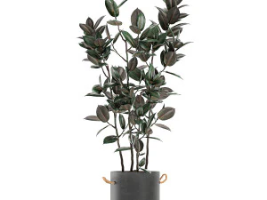 decorative ficus tree in pots of concrete for the interior 604 3D Model