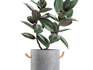 decorative ficus tree in pots of concrete for the interior 604 3D Model