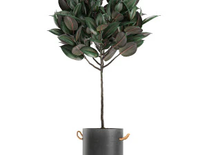 decorative ficus tree in pots of concrete for the interior 604 3D Model