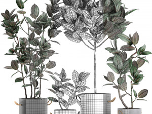 decorative ficus tree in pots of concrete for the interior 604 3D Модель