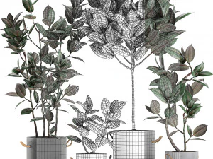 decorative ficus tree in pots of concrete for the interior 604 3D Model