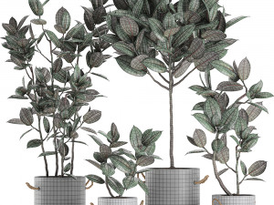 decorative ficus tree in pots of concrete for the interior 604 3D Модель