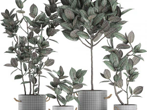 decorative ficus tree in pots of concrete for the interior 604 3D Model