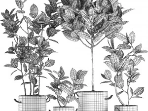 decorative ficus tree in pots of concrete for the interior 604 3D Model