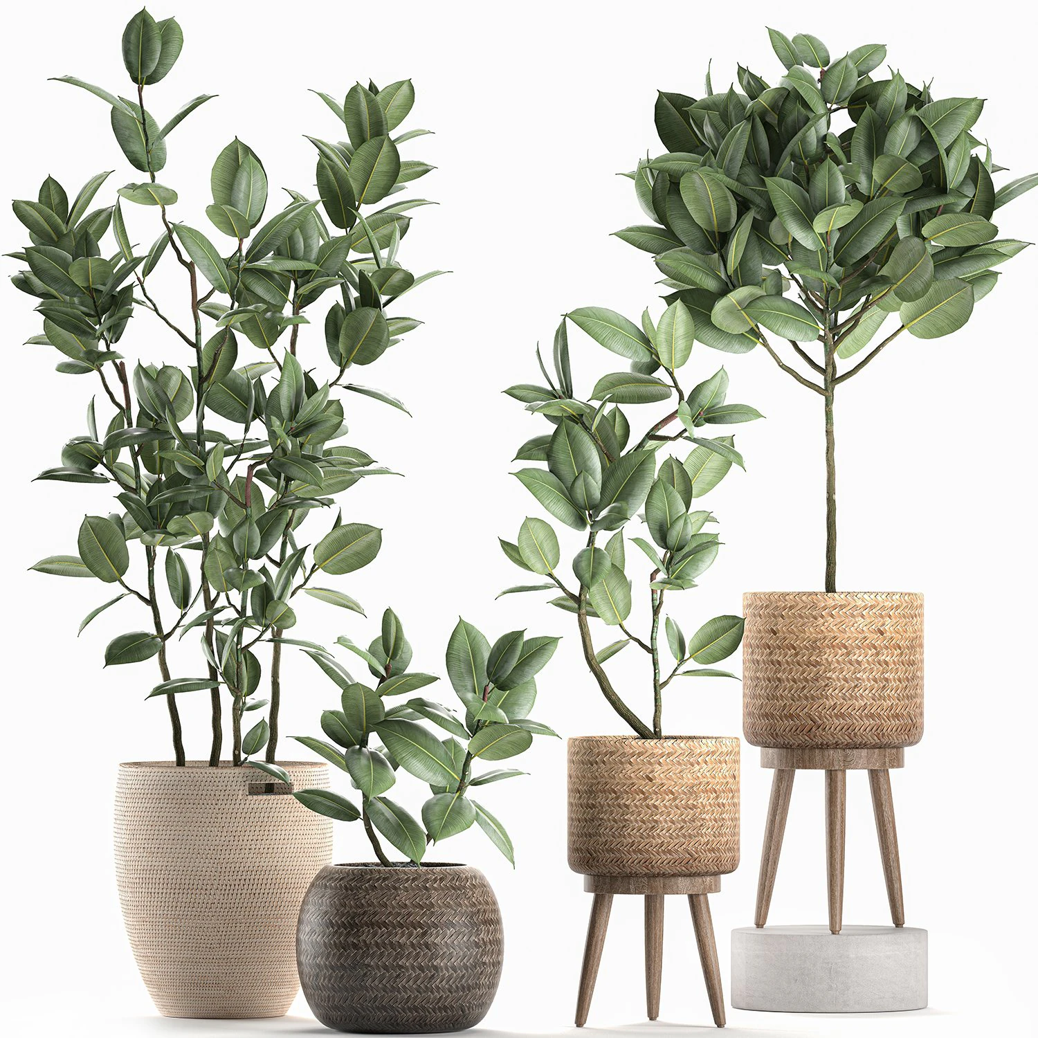 decorative ficus tree for the interior in baskets 606 3D Model .c4d .max .obj .3ds .fbx .stl .blend 