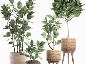 decorative ficus tree for the interior in baskets 606 3D 模型