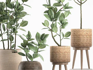 decorative ficus tree for the interior in baskets 606 3D Model