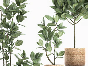 decorative ficus tree for the interior in baskets 606 3D Model