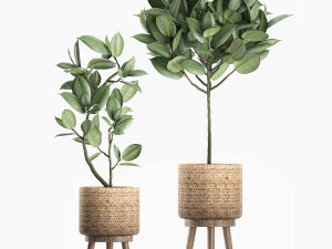 decorative ficus tree for the interior in baskets 606 3D Model