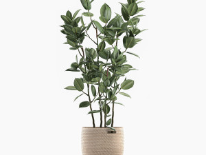 decorative ficus tree for the interior in baskets 606 Modèle 3D
