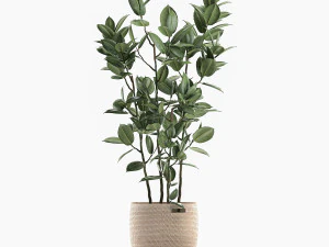 decorative ficus tree for the interior in baskets 606 3D Model