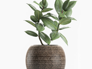 decorative ficus tree for the interior in baskets 606 Modèle 3D