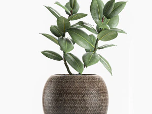 decorative ficus tree for the interior in baskets 606 3D Model