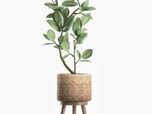 decorative ficus tree for the interior in baskets 606 3D Model