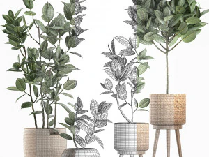 decorative ficus tree for the interior in baskets 606 3D Model