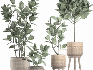 decorative ficus tree for the interior in baskets 606 3D Model