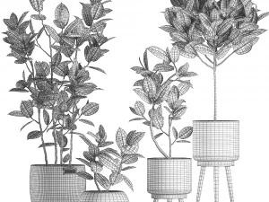 decorative ficus tree for the interior in baskets 606 3D Model
