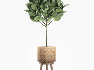 decorative ficus tree for the interior in baskets 606 Modèle 3D