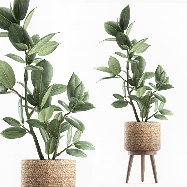 decorative ficus tree for the interior in baskets 607 3D 模型 .c4d .max .obj .3ds .fbx .stl .blend 