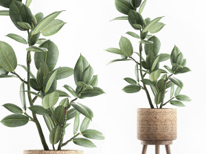 decorative ficus tree for the interior in baskets 607 Model 3D