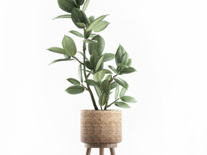 decorative ficus tree for the interior in baskets 607 3D 模型