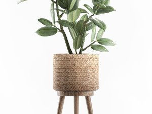 decorative ficus tree for the interior in baskets 607 3D 模型