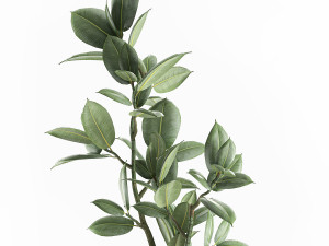decorative ficus tree for the interior in baskets 607 3D 模型