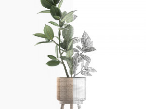 decorative ficus tree for the interior in baskets 607 3D 模型