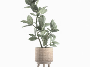 decorative ficus tree for the interior in baskets 607 3D 模型