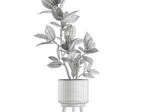 decorative ficus tree for the interior in baskets 607 3D 模型