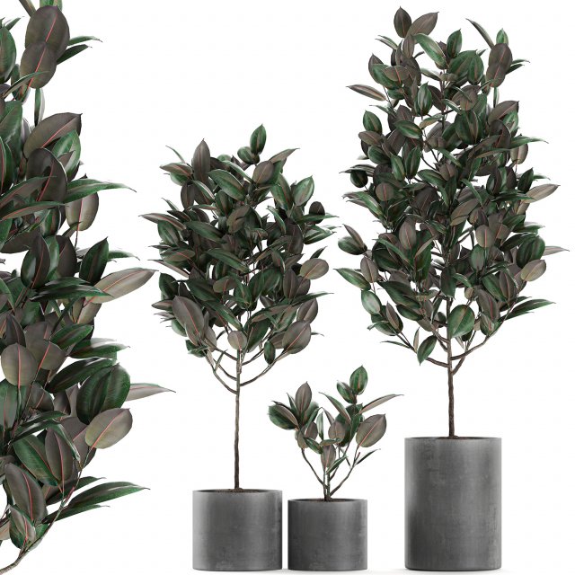 ficus tree in pots for the interior 608 3Dモデル .c4d .max .obj .3ds .fbx .stl .blend 