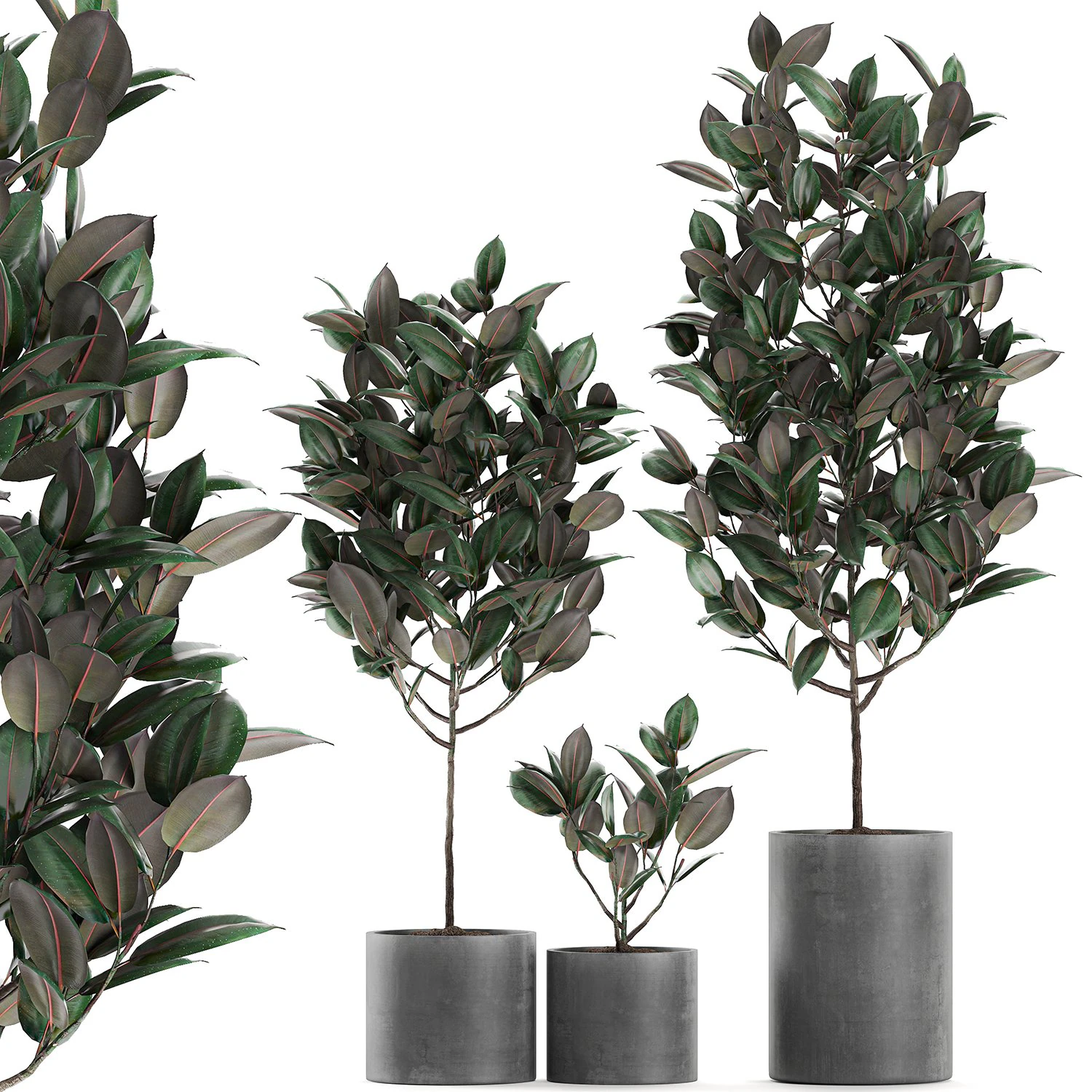 ficus tree in pots for the interior 608 3D Model .c4d .max .obj .3ds .fbx .stl .blend 