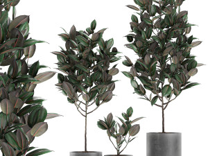 ficus tree in pots for the interior 608 3Dモデル